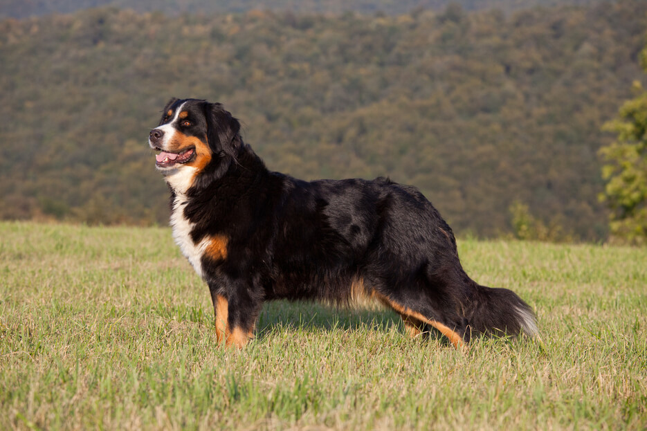 Pension canine Haute Savoie