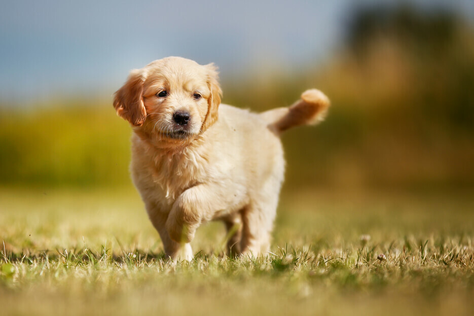 Pension canine du L�man
